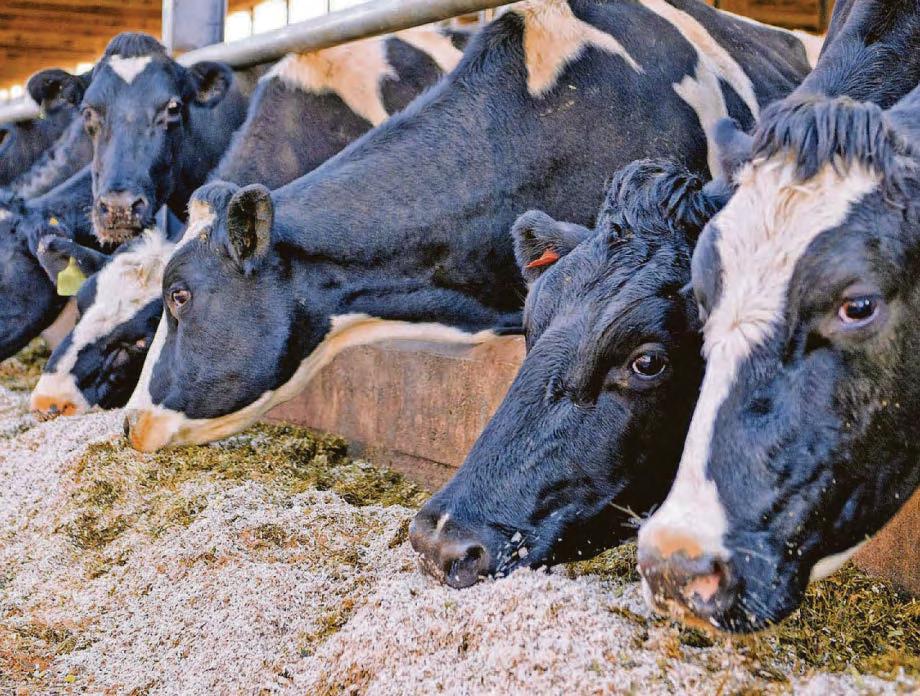 Labour's green plans 'will take a significant amount of land out of food production'