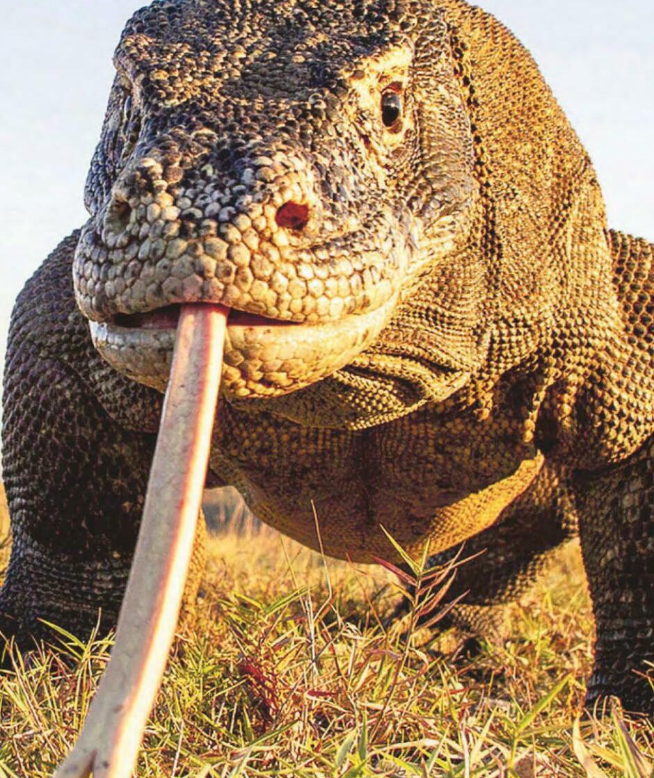 Dragon's got this selfie business licked