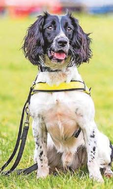 Obi's a Star! Hero police dog sniffs out drugs stash