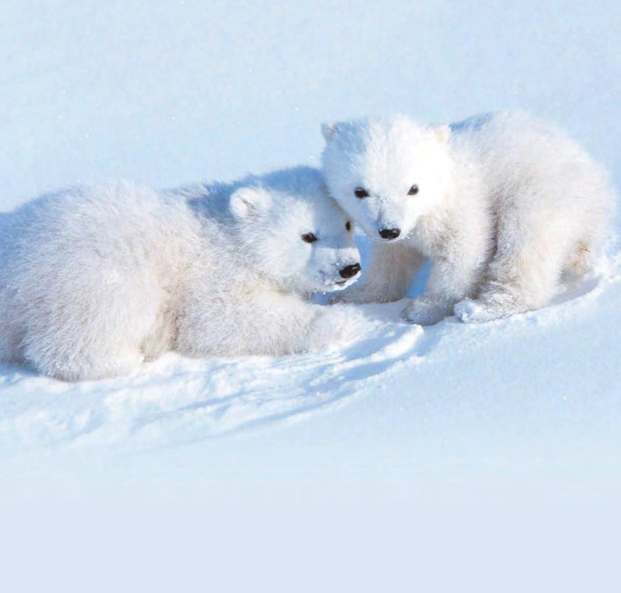 Baby it's cold outside...polar bear cubs emerge from den for first time