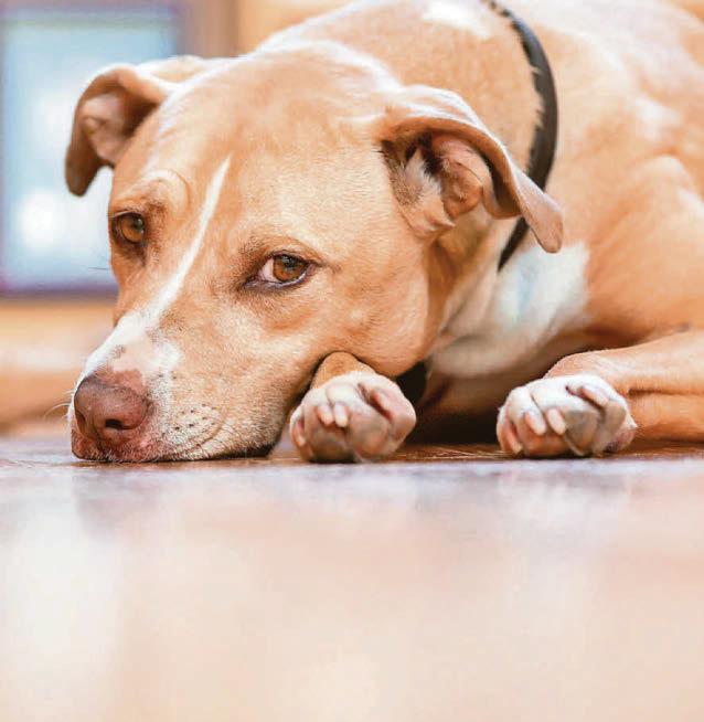 A ruff time for 'old dog'