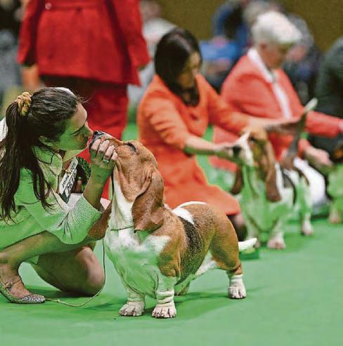 Heaps of puppy love for Crufts' youngest winner