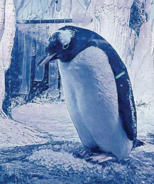 MPs demand 'urgent action' over Gentoo 15
