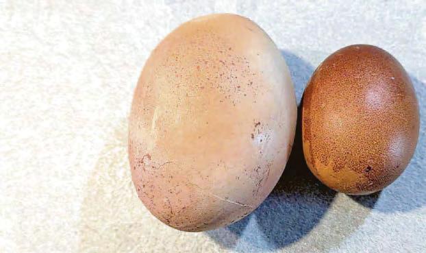 Plucky hen's 5-hour labour for huge egg