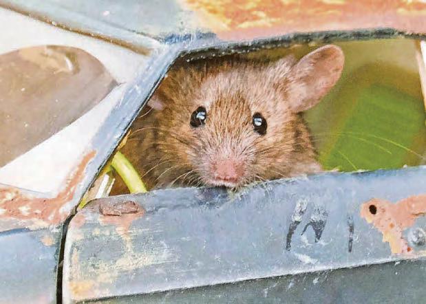 Mice little runner, needs attention to bodywork...