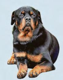Doggone! Rottweiler thefts jump by 180%