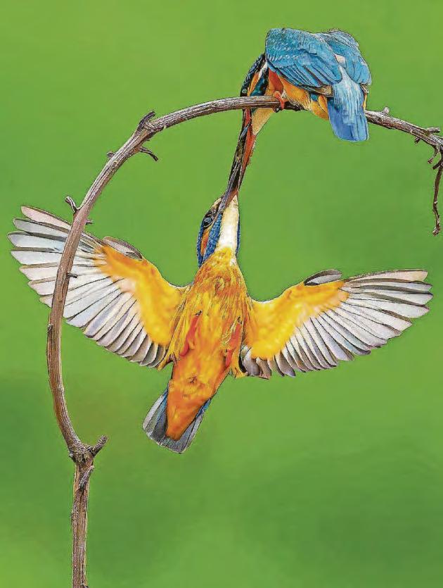 Butterflies go all of a flutter  over mates with same coloured wings