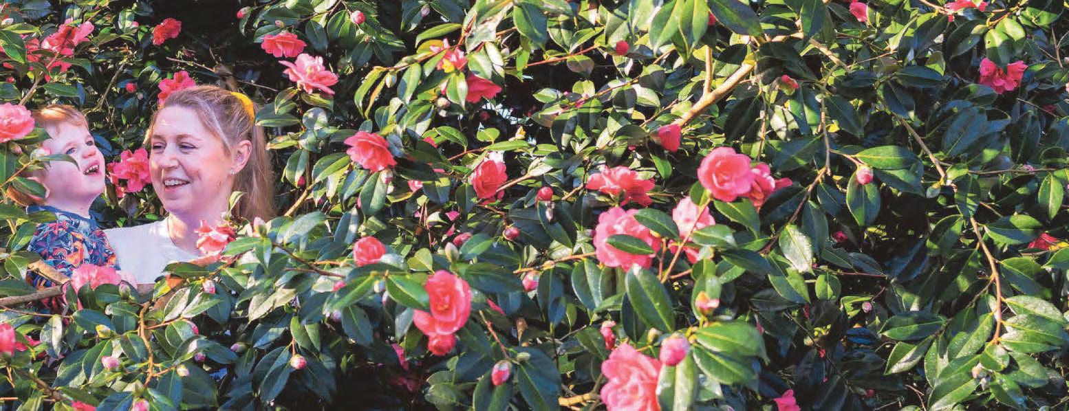 Gardens look pretty in pink this spring