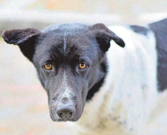 Tender twist in dog's tail