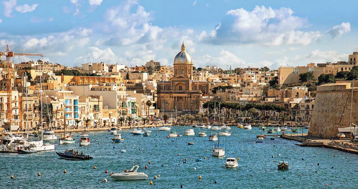 Maltese pleaser
