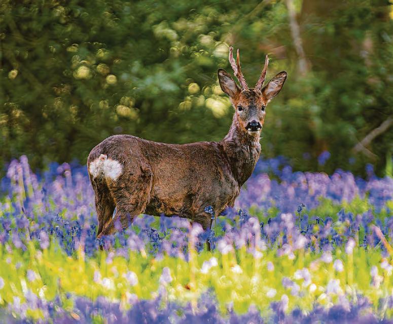 It's a lovely day, my deer