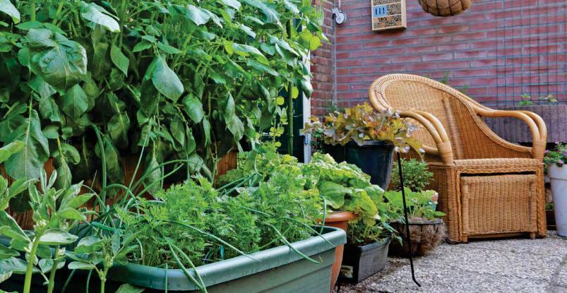 Pat's the way to grow your own