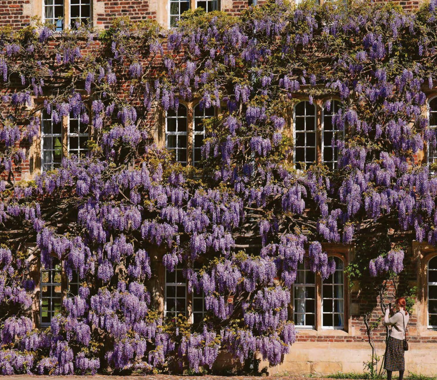 Jesus mauves in wisteria's ways...