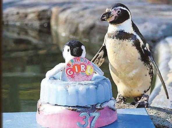 Super Spneb's happy feat as oldest penguin at 37