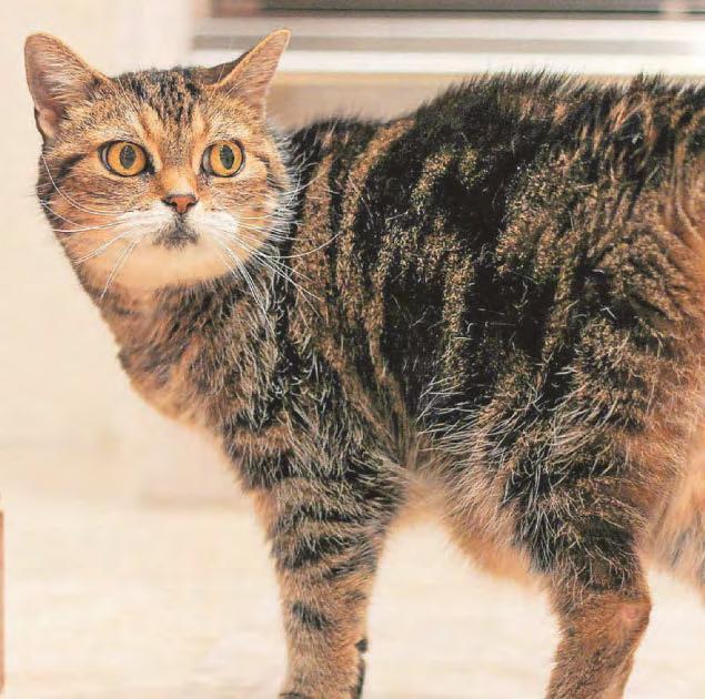 A crusty cat cancer cure