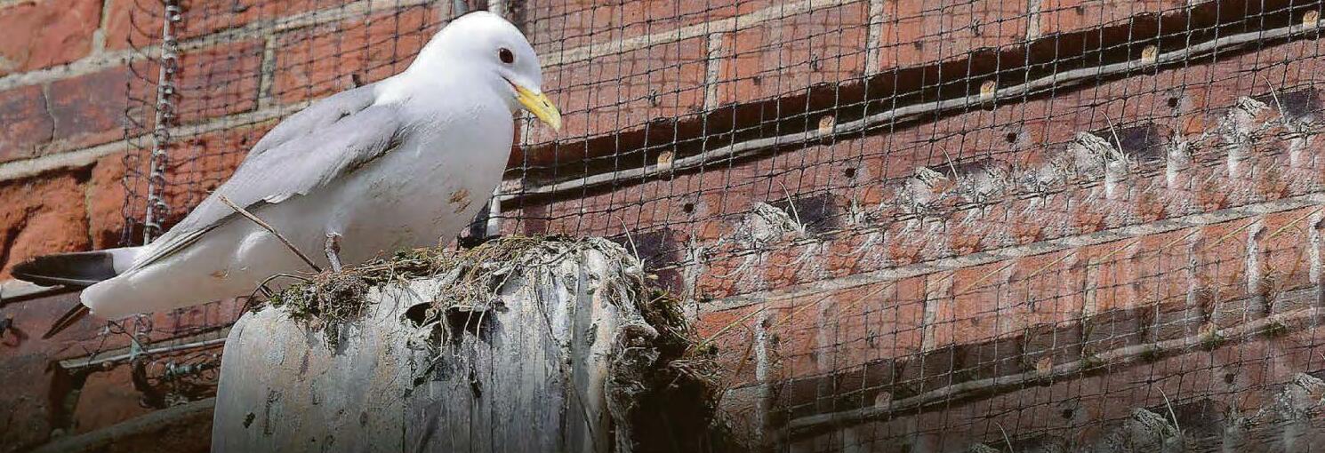 Seaside town residents get in a flap over gulls' mess
