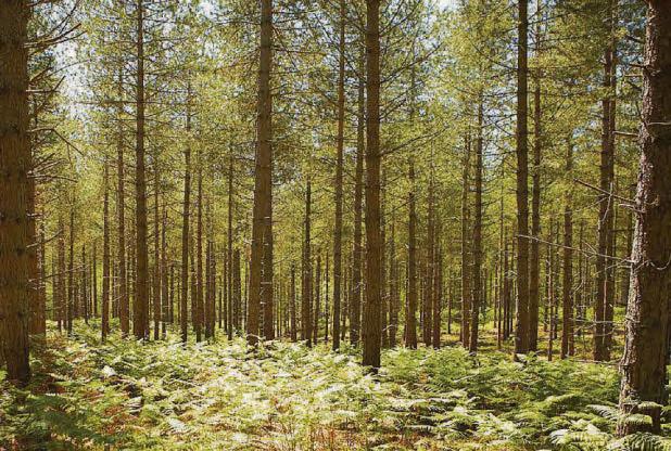 Invasive pests could cut tree growth by half within 25 years