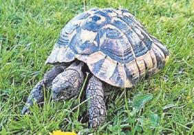 Leonardo's one-mile getaway tortoise a lesson...