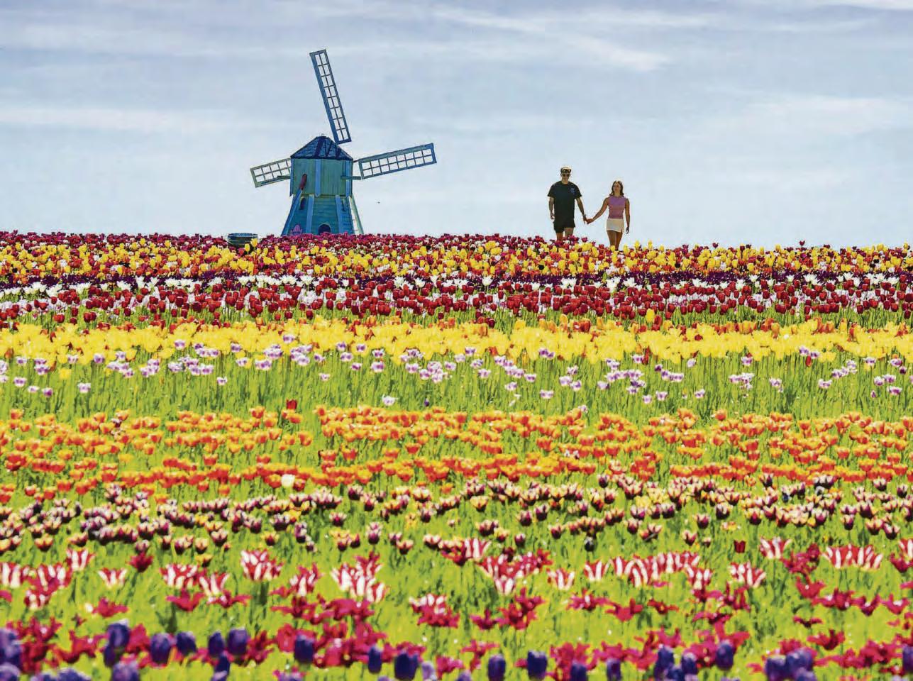 Tip-top tulips as weather windmills around