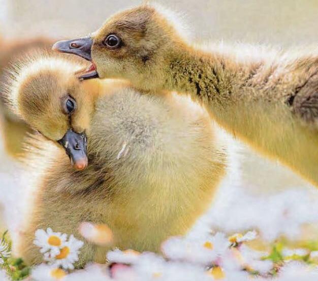 No I wasn't calling you a twerp...I just said 'chirp'