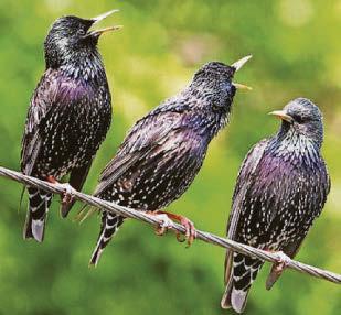Feathered friends form close bonds just like humans