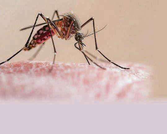 'Our malaria research helps us to respond to new threats like Covid'