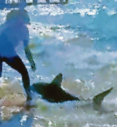 'Mini Jaws' patrols UK beach