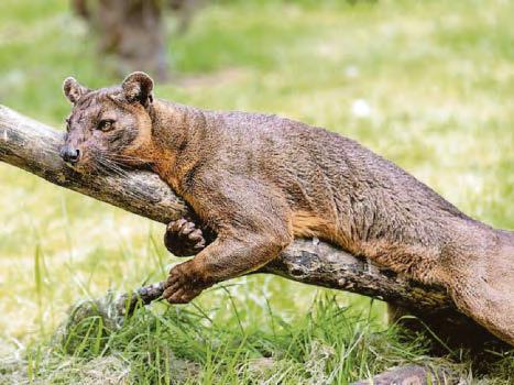 It's Blind Mate...saving a species, Cilla-style