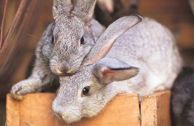 Wild rabbit virus fears