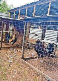 Two arrests as officers swoop in illegal cockfighting crackdown