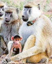 Baboons 'can live longer as daddy's girls'