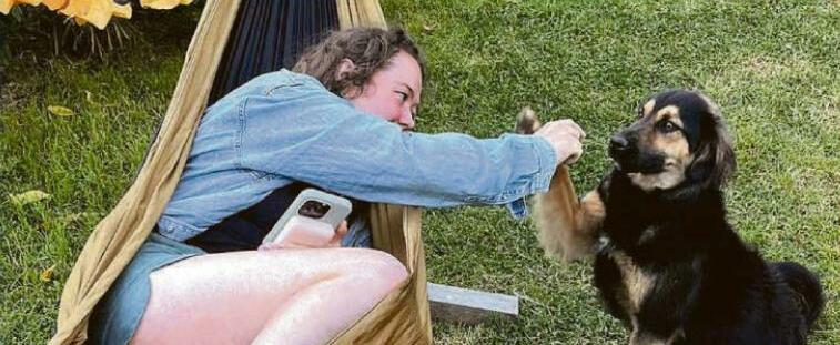 Peru stray Paddington faces voyage to UK