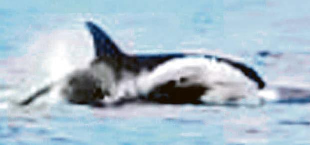 Rare sight of orcas in UK waters