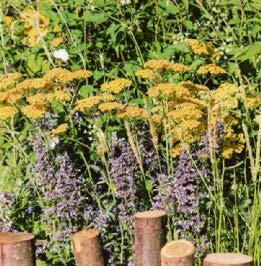 Mediterranean heat is on for gardens at RHS festival