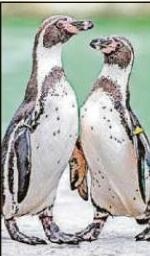 Hatchling saved by penguin dads