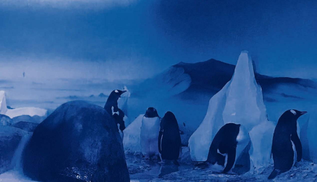 'My heart broke when I saw captive penguins'
