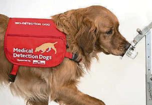 Detection dogs taught to sniff out Parkinson's