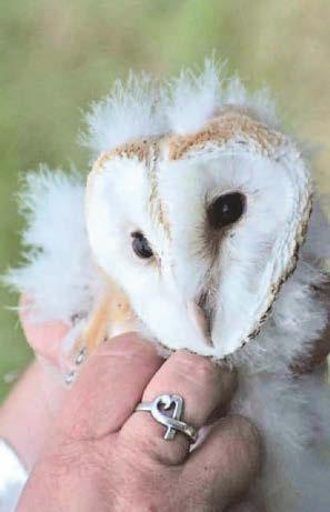 AI to listen in on barn owls without risk to their nests