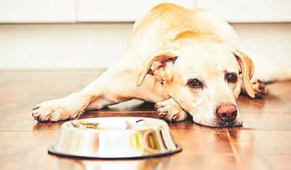 VEGAN DIET DISHES UP THE HEALTHIEST MEALS FOR DOGS