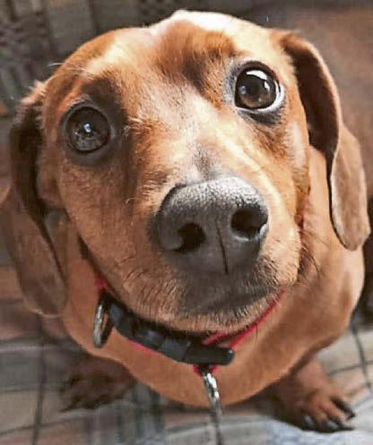 Widow, 79, reunited with her stolen dog after three years