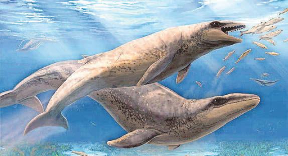 Beachcomber lands ancient whale that was just a-jawable