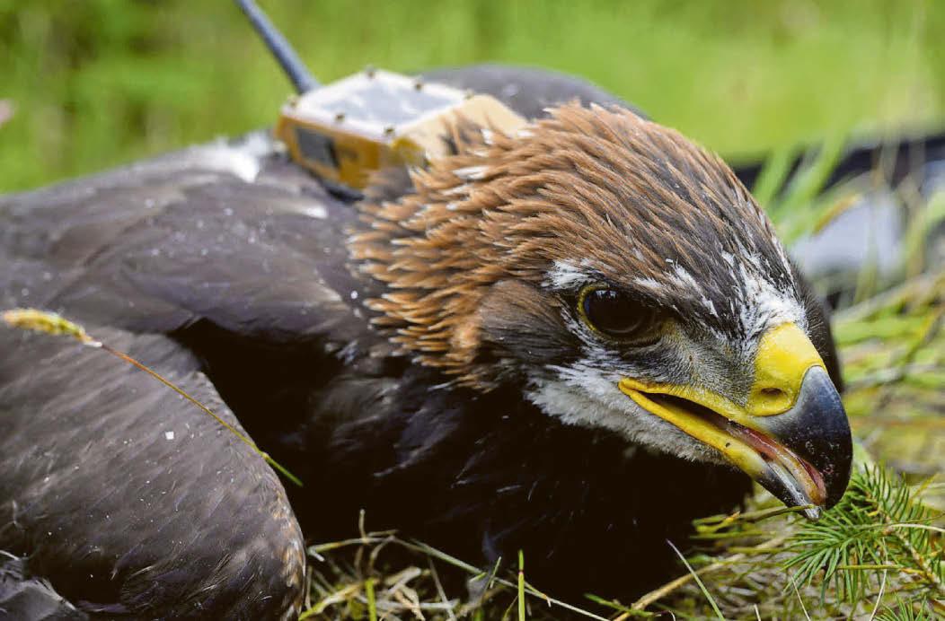 Princeling will help eagles soar again