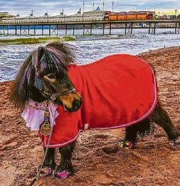 Pint-loving pony saddled with a boozy reputation