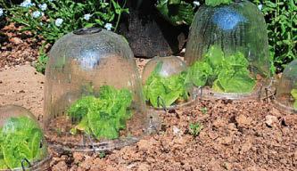 TOP 5 GARDENING JOBS