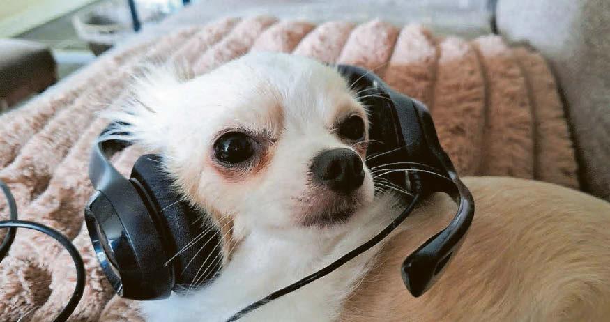 BARK SIDE OF THE MOON