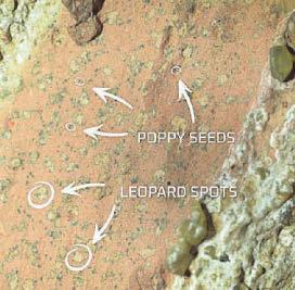 Evidence of tiny 'life forms' seen in ancient Mars rocks