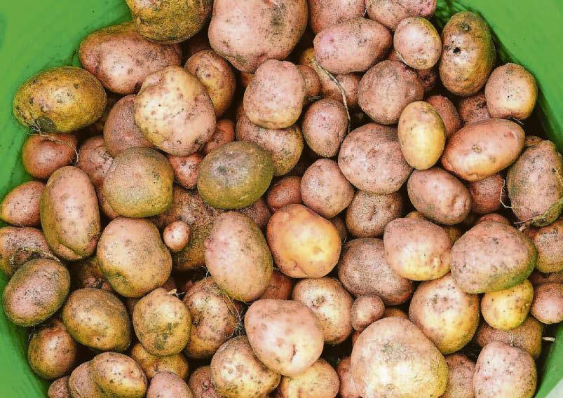 Fast-food firms failing to back British spuds