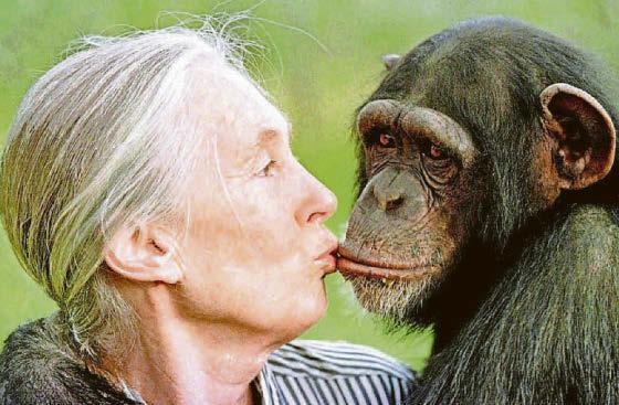 Attenborough's warm tribute to Jane Goodall...a 'great champion' of conservation
