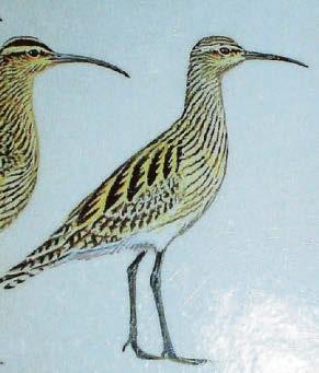 Worldwide threat to birds driven by deforestation