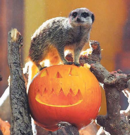Beastly goings-on for zoos' Halloween